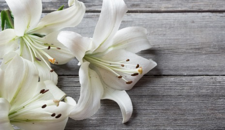 white lily on wooden background