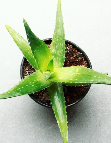 aloe-vera-1