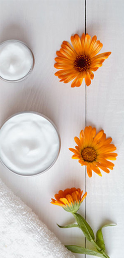 calendula