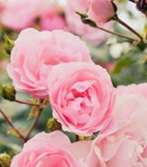 Tonique et eau démaquillante, quelle différence ?