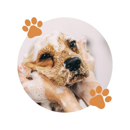 Picto bain chien