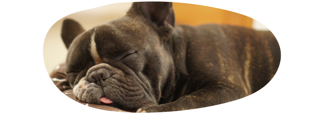 comment nettoyer les oreilles d un chien