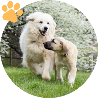 Chien 2
