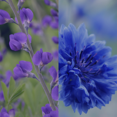 Ingredients Indigo Cornflower Extracts