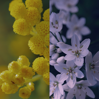 Ingredients Jasmine Immortelle V3