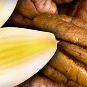 Parfum Vanille Noix de Pecan