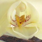 Parfum Delicieuse Vanille