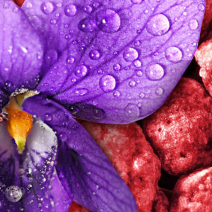 Parfum Violette Praline Rose