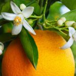 Parfum fleur d'oranger