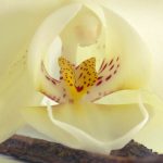 VIGNETTE PARFUM VANILLE