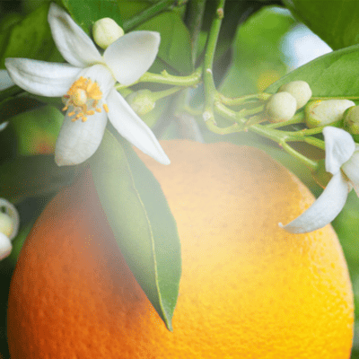 Orange Blossom Fragrance