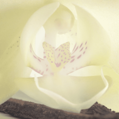 Delicious Vanilla Fragrance